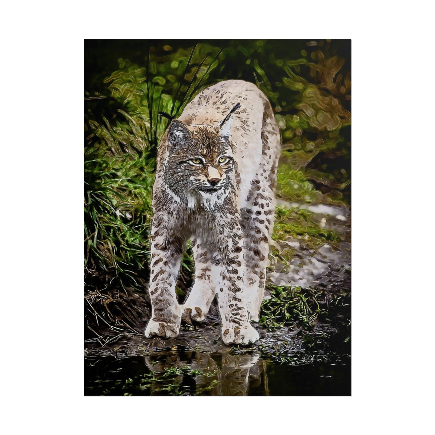 Bobcat Rolled Posters