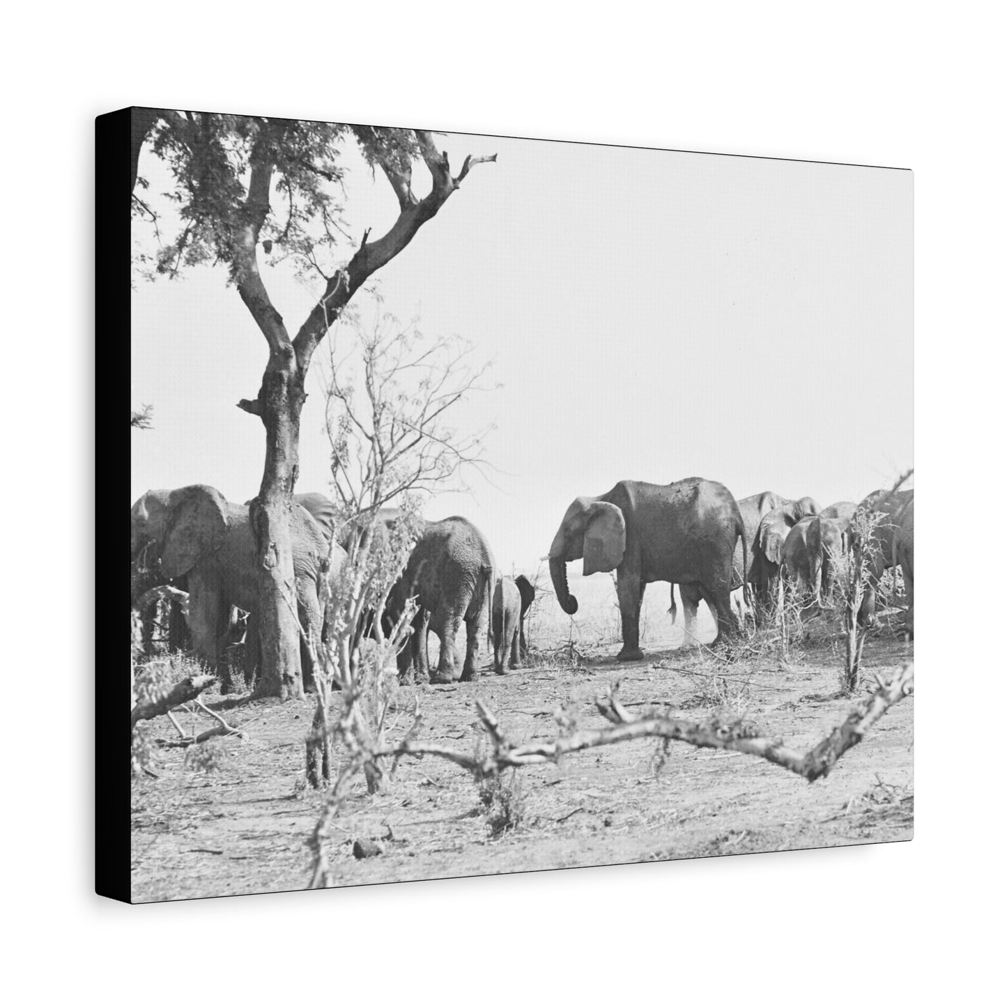 Elephants Matte Canvas, Stretched, 1.25"