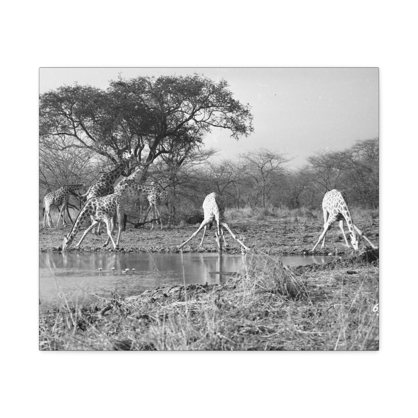 Girafe Matte Canvas, Stretched, 1.25"