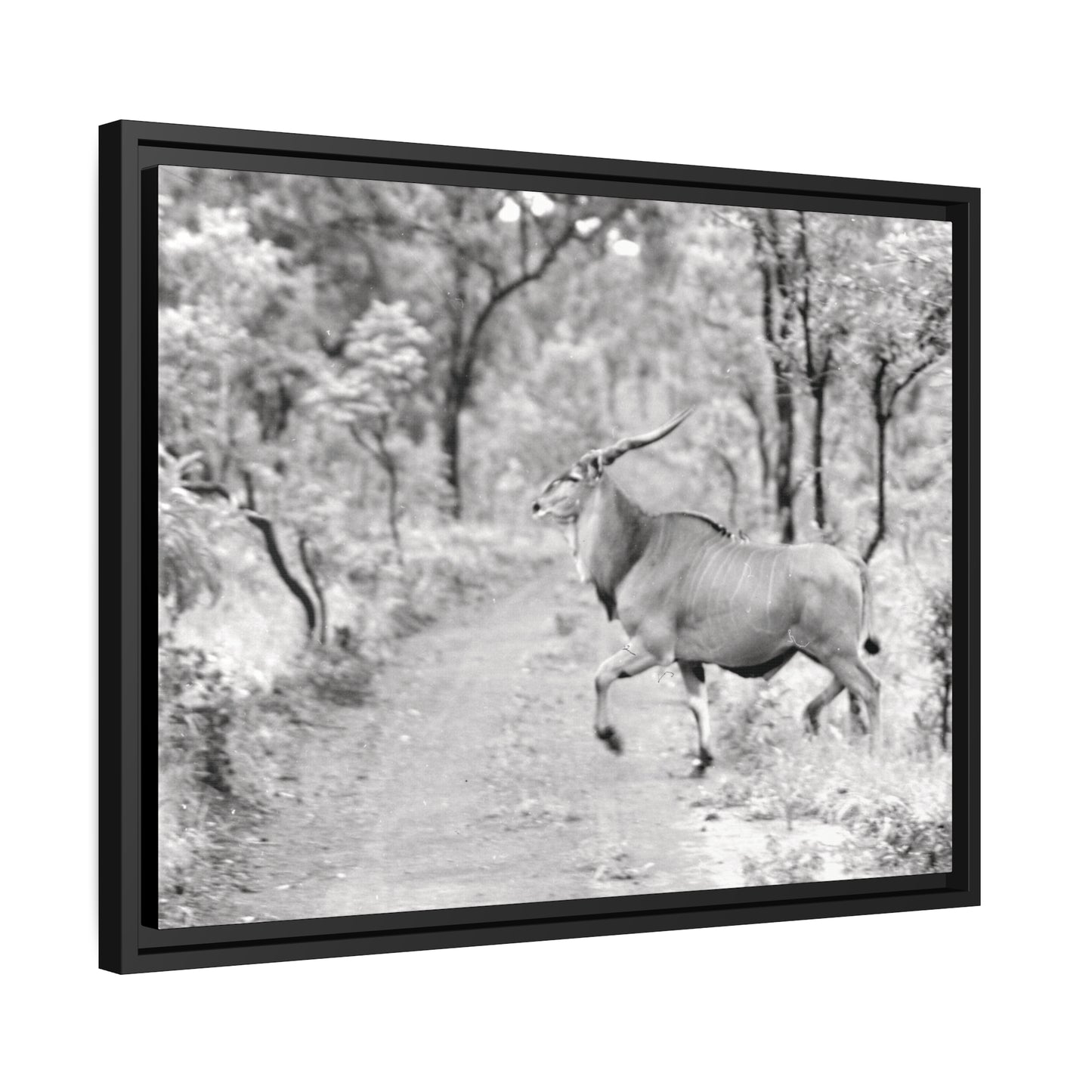 Elk Matte Canvas, Black Frame