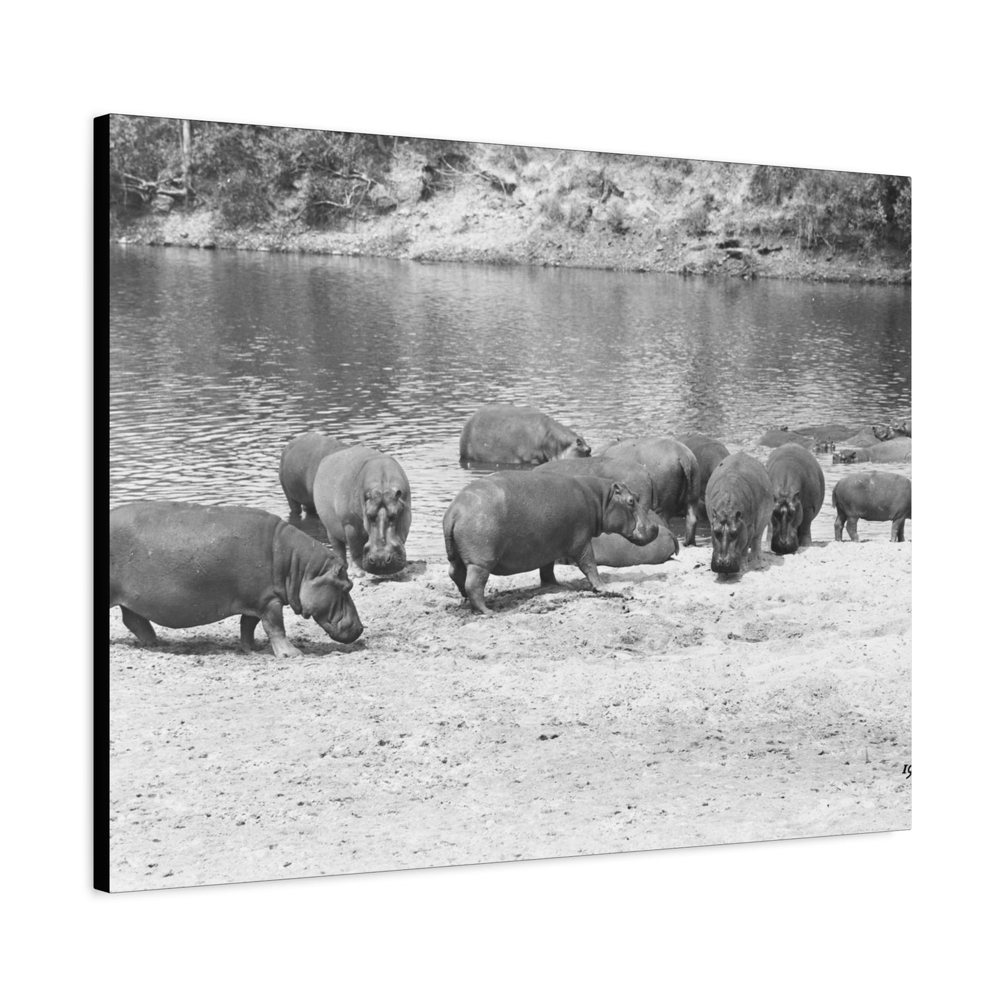 Hippopotamus Matte Canvas, Stretched, 1.25"