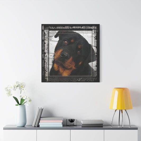 Rotweiller Matte Canvas, Stretched, 1.25"