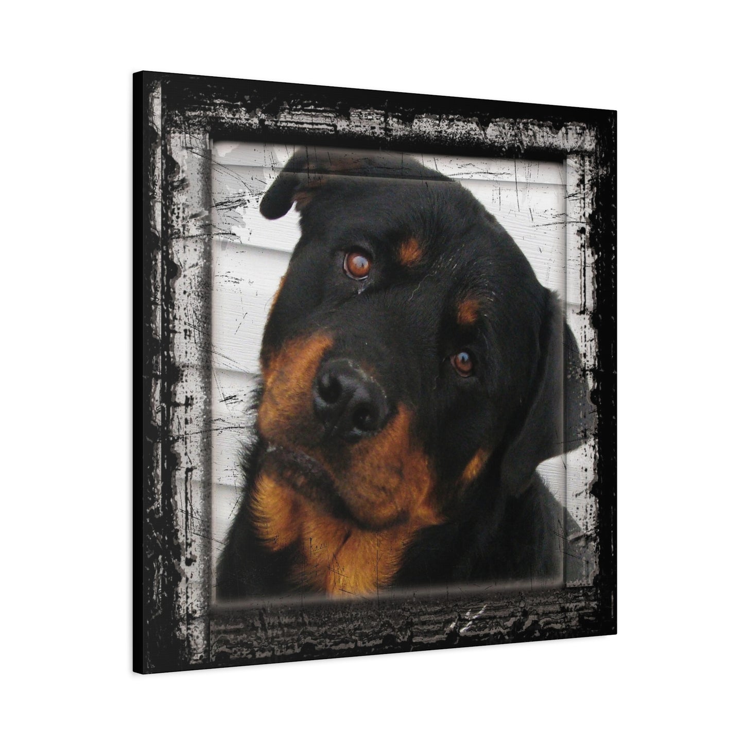 Rotweiller Matte Canvas, Stretched, 1.25"
