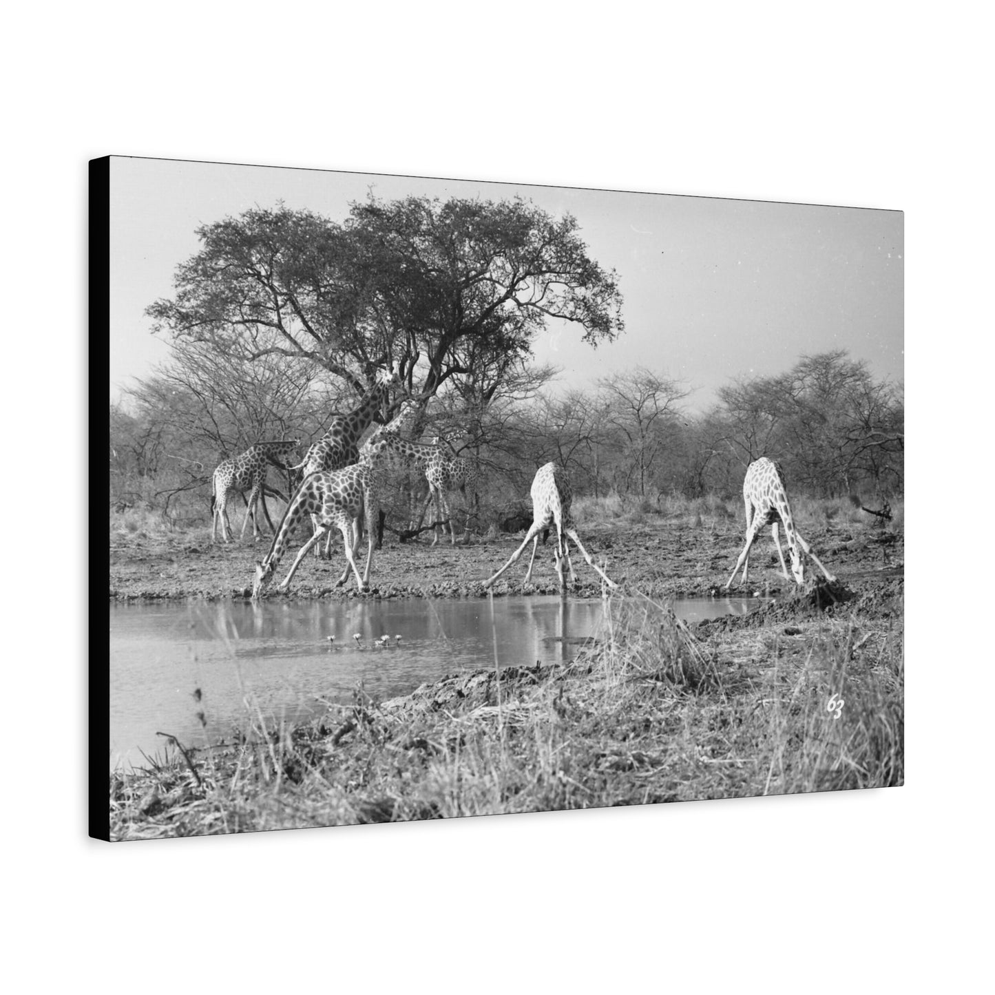 Girafe Matte Canvas, Stretched, 1.25"
