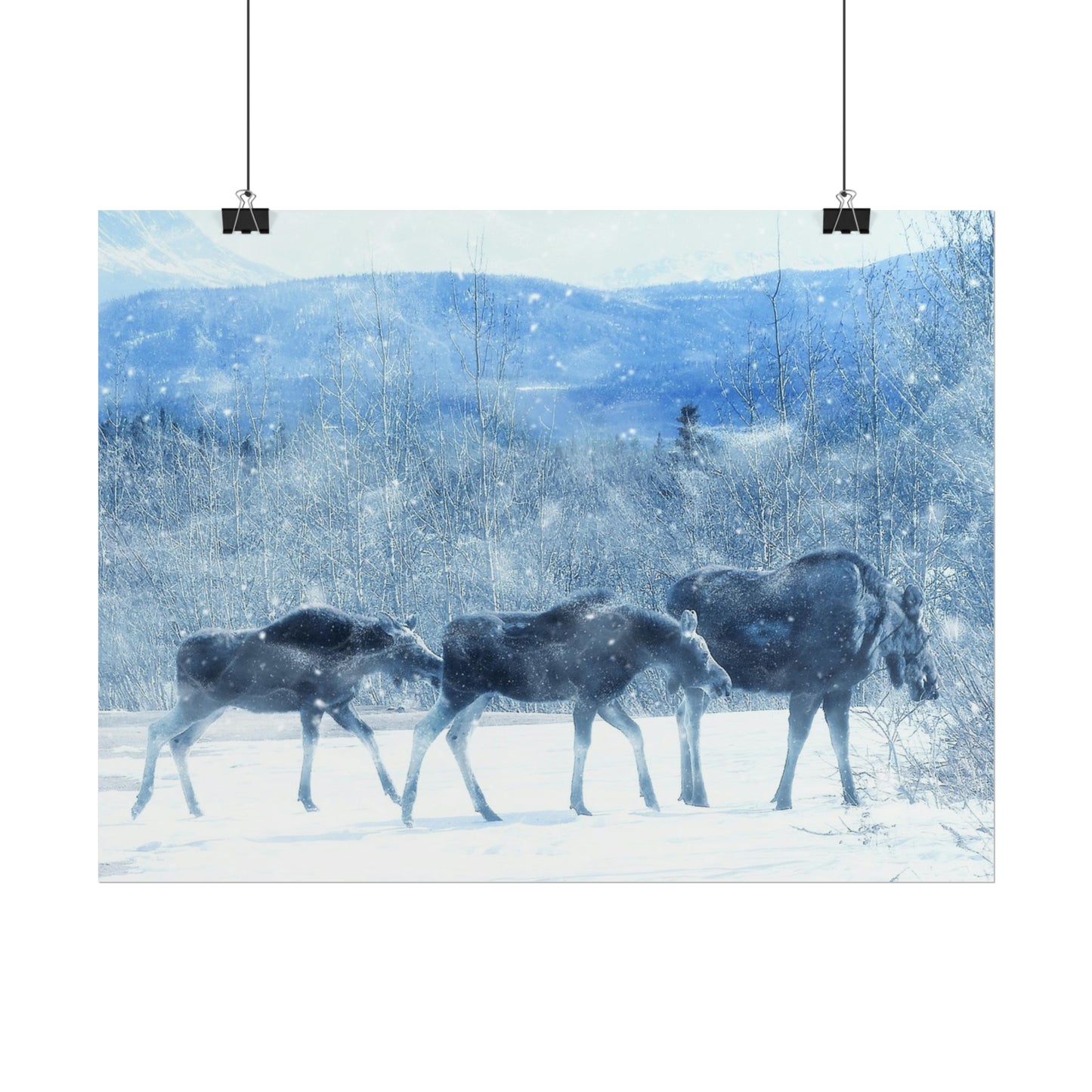 Moose Rolled Posters