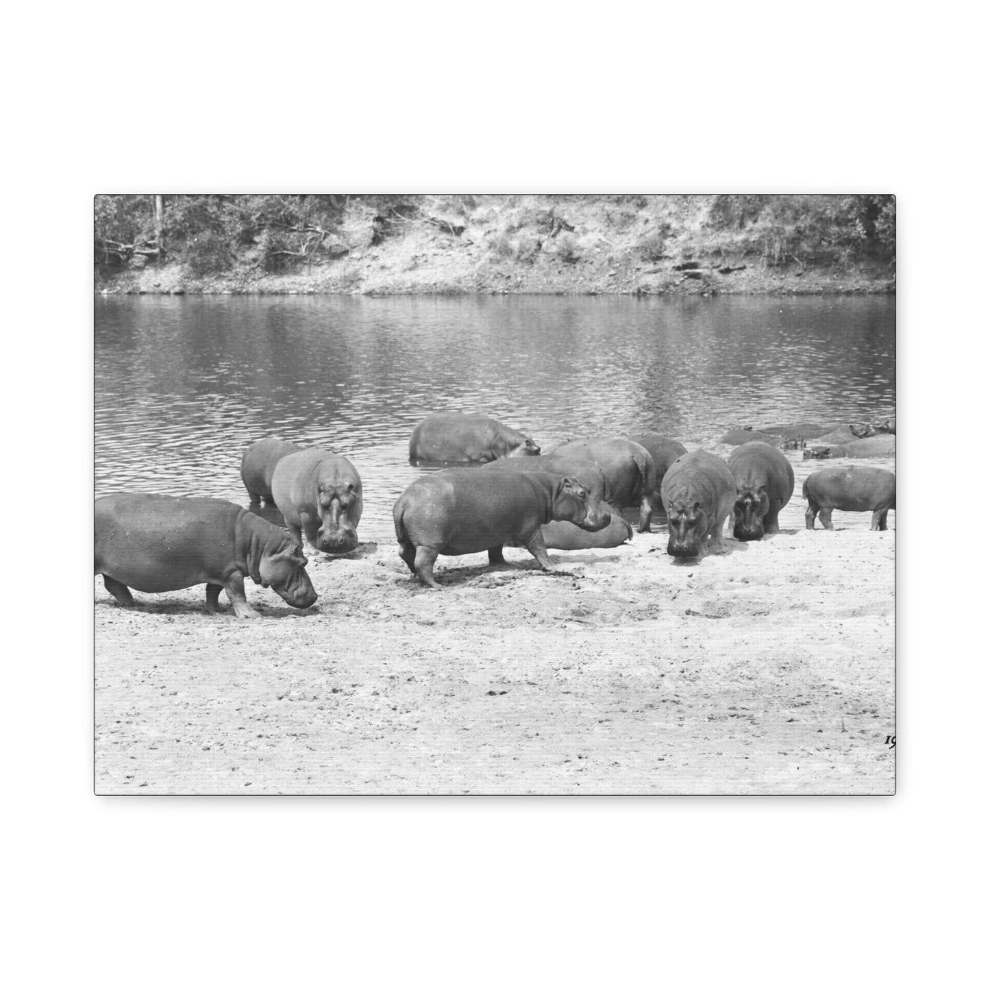 Hippopotamus Matte Canvas, Stretched, 1.25"