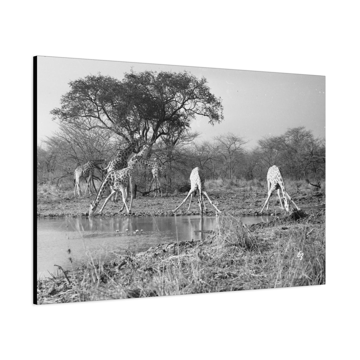 Girafe Matte Canvas, Stretched, 1.25"