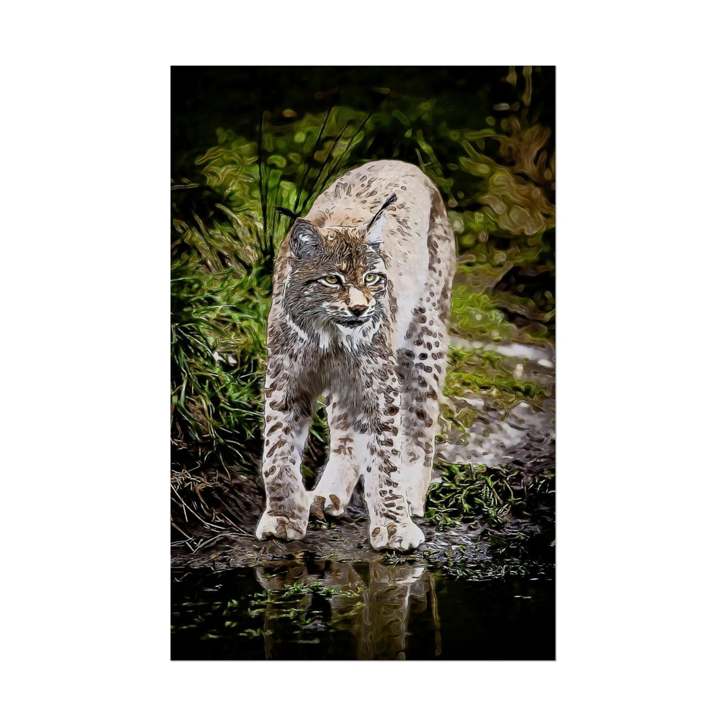 Bobcat Rolled Posters