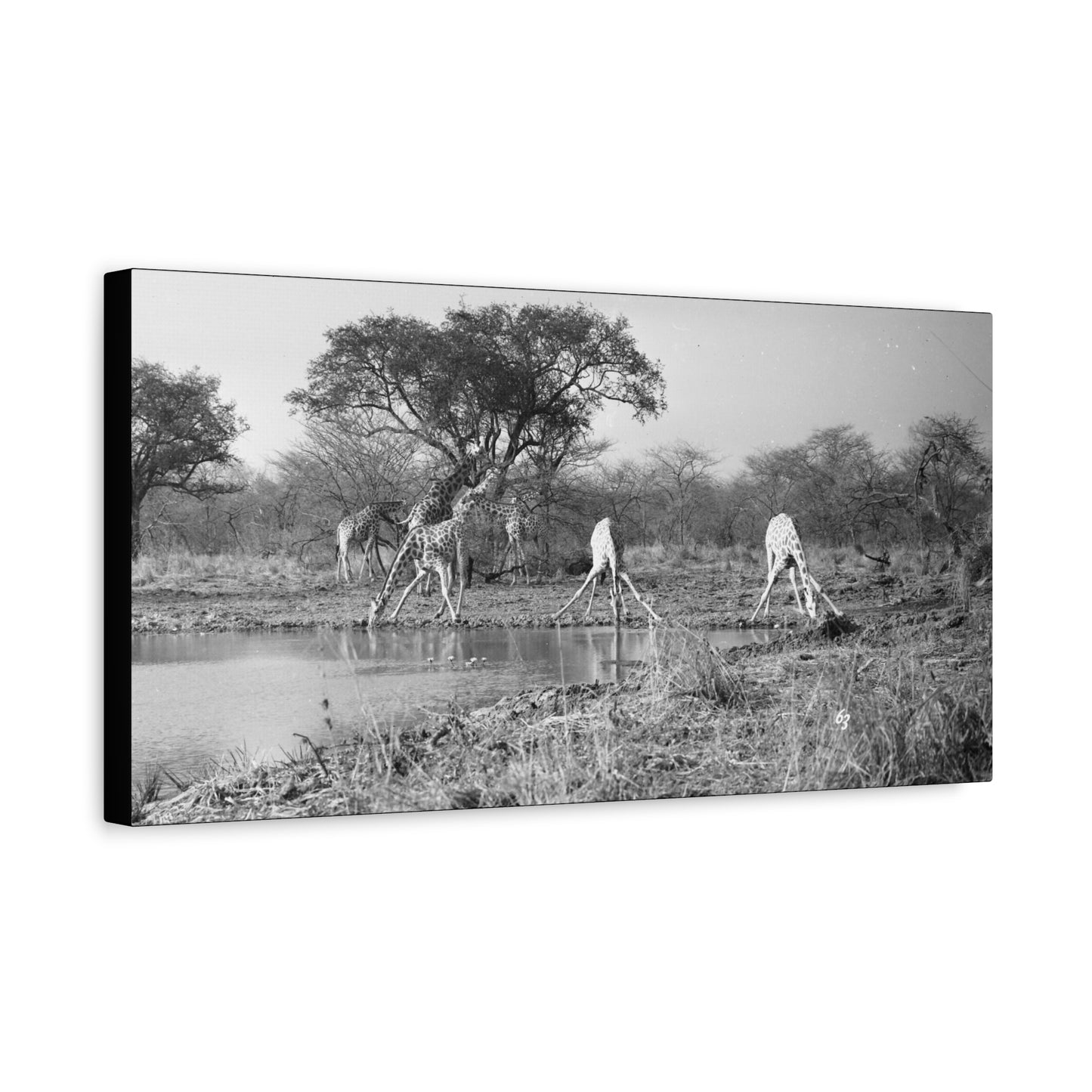 Girafe Matte Canvas, Stretched, 1.25"