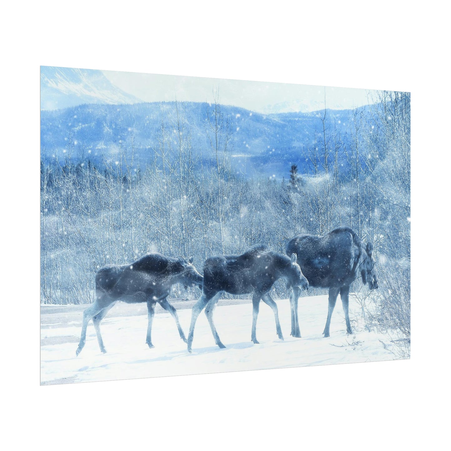 Moose Rolled Posters