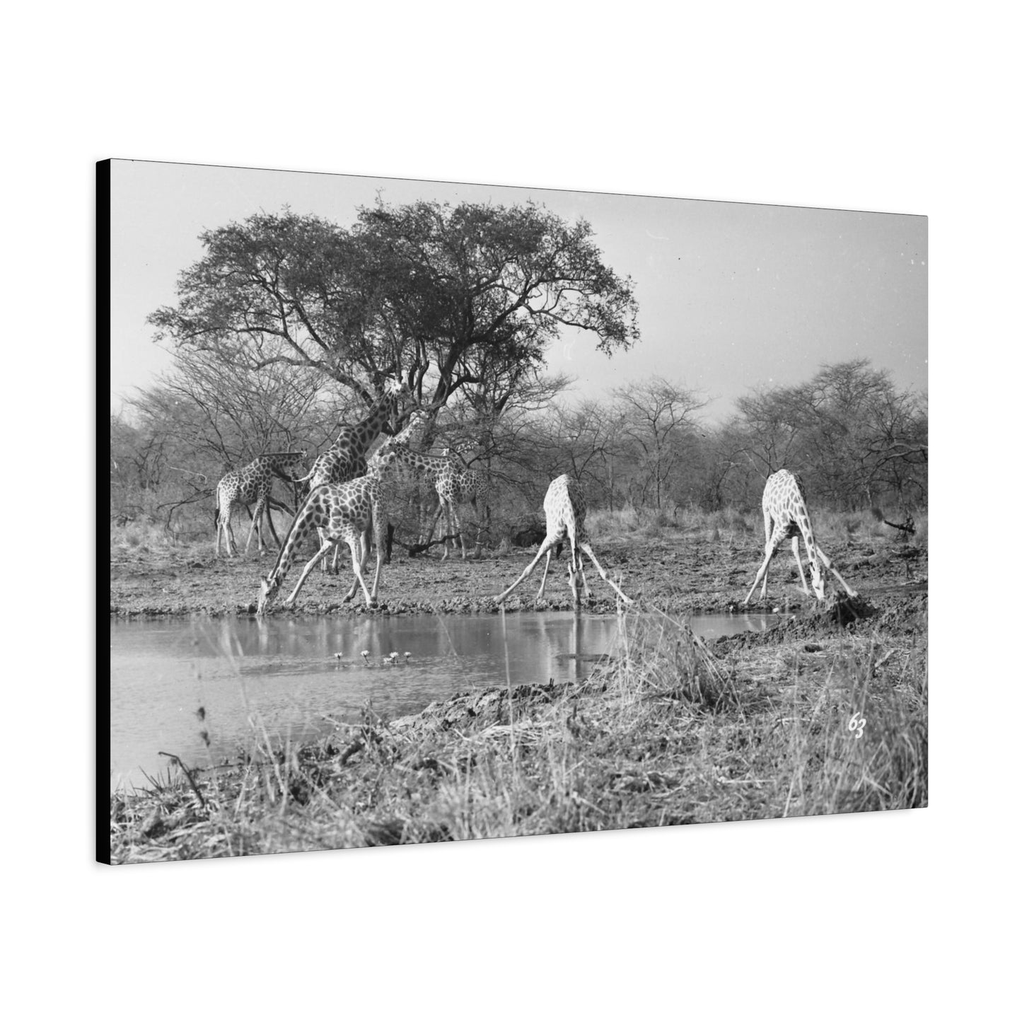 Girafe Matte Canvas, Stretched, 1.25"