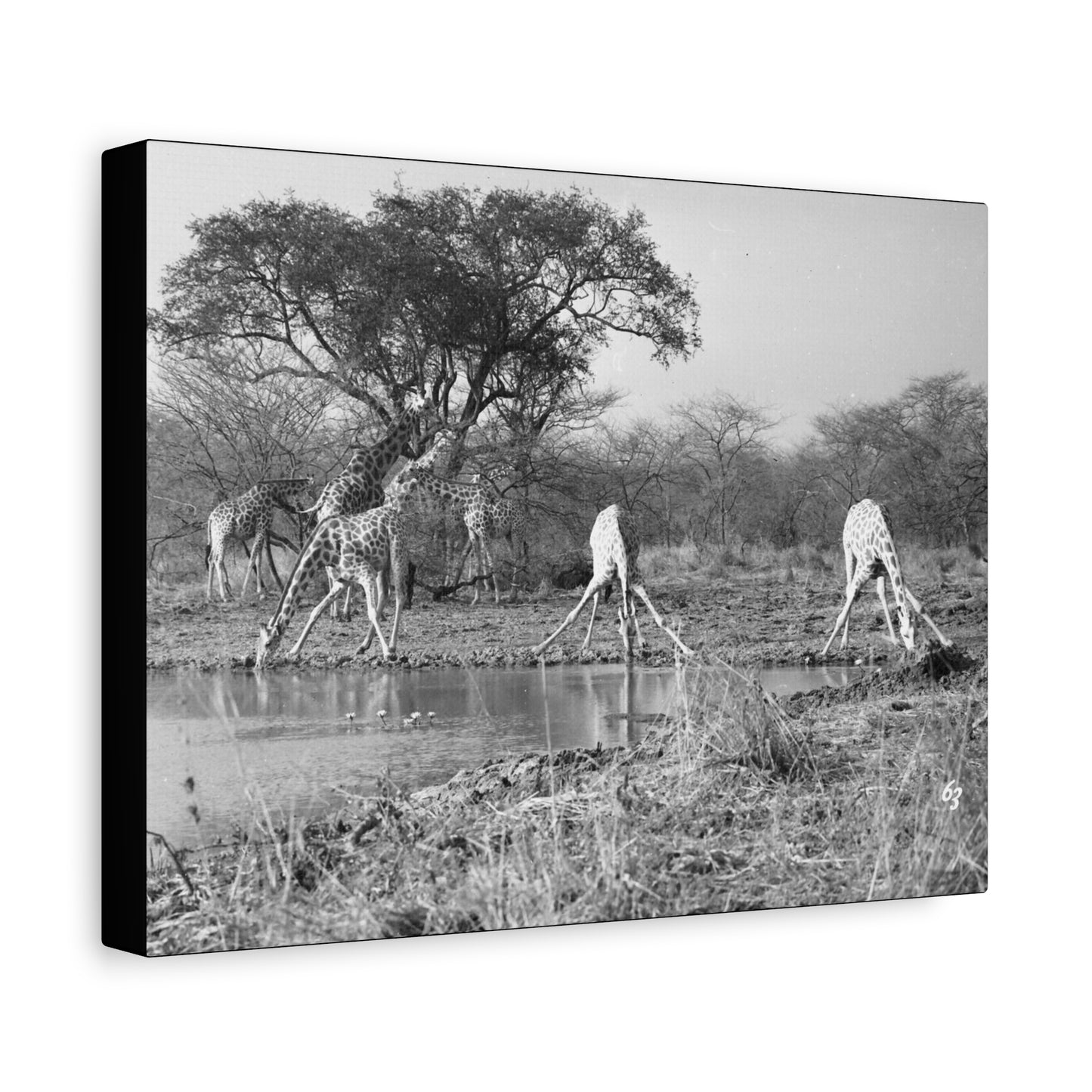 Girafe Matte Canvas, Stretched, 1.25"