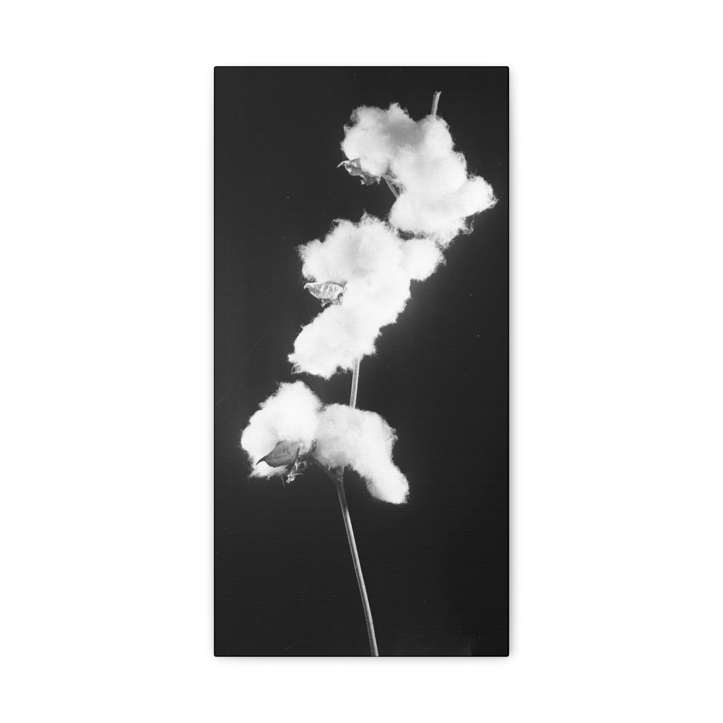 Cotton Matte Canvas, Stretched, 1.25"