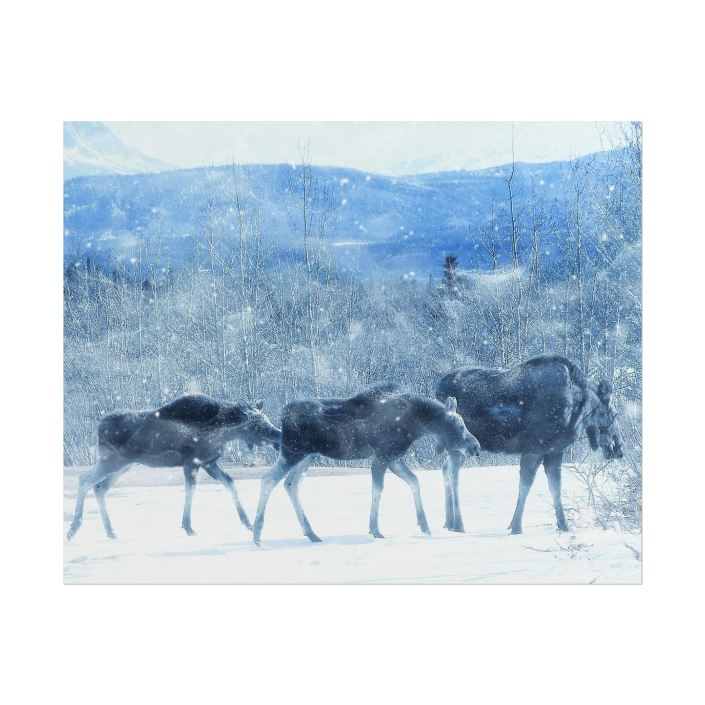 Moose Rolled Posters
