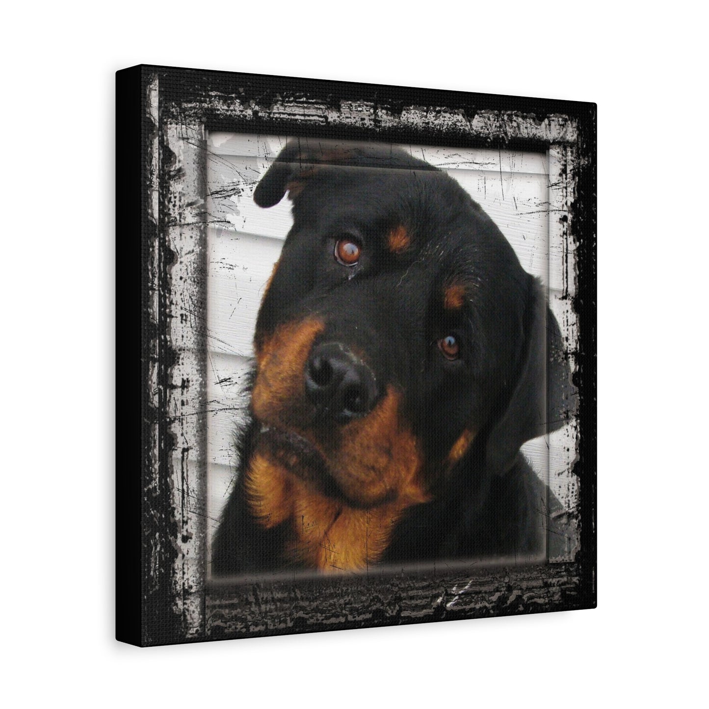 Rotweiller Matte Canvas, Stretched, 1.25"