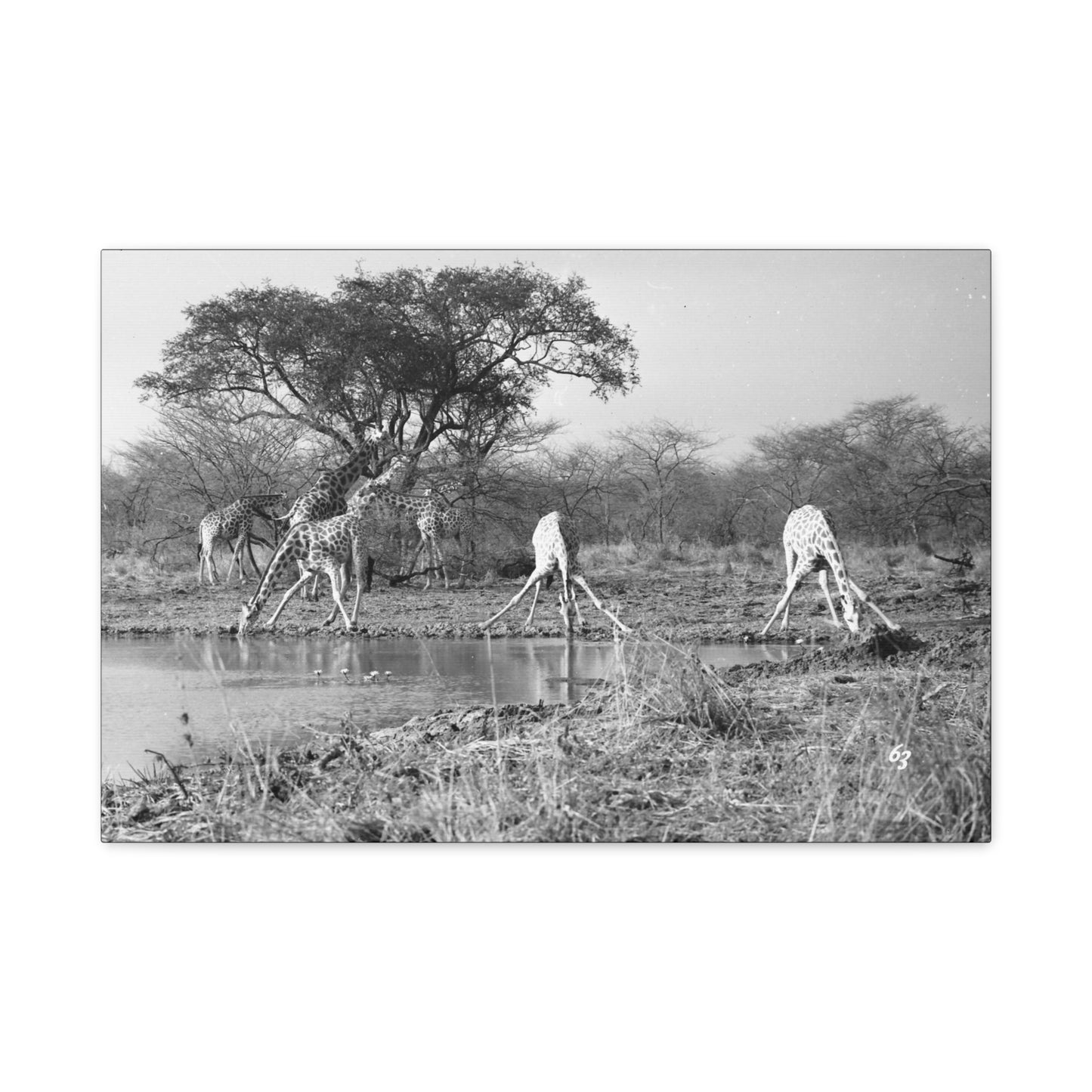 Girafe Matte Canvas, Stretched, 1.25"