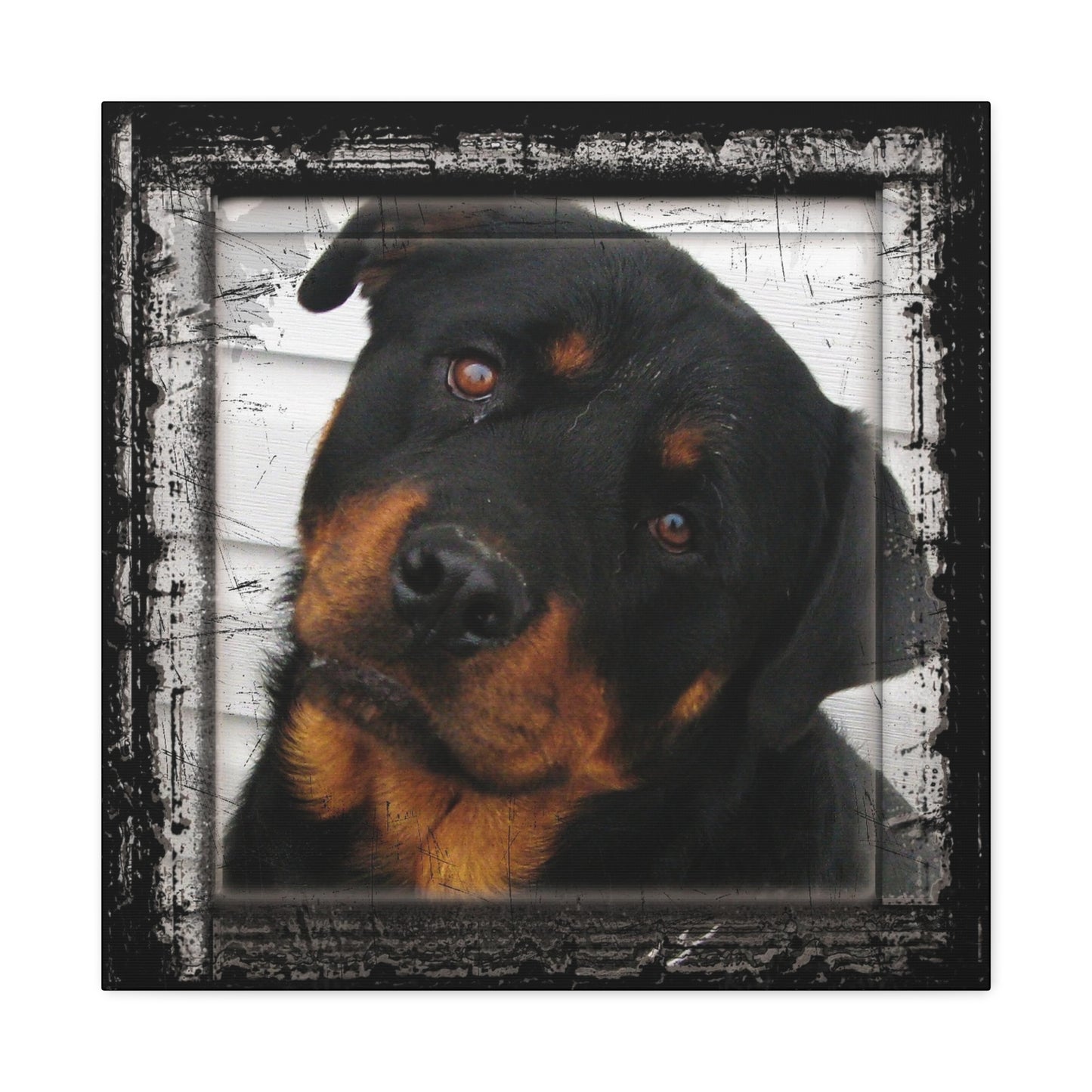 Rotweiller Matte Canvas, Stretched, 1.25"