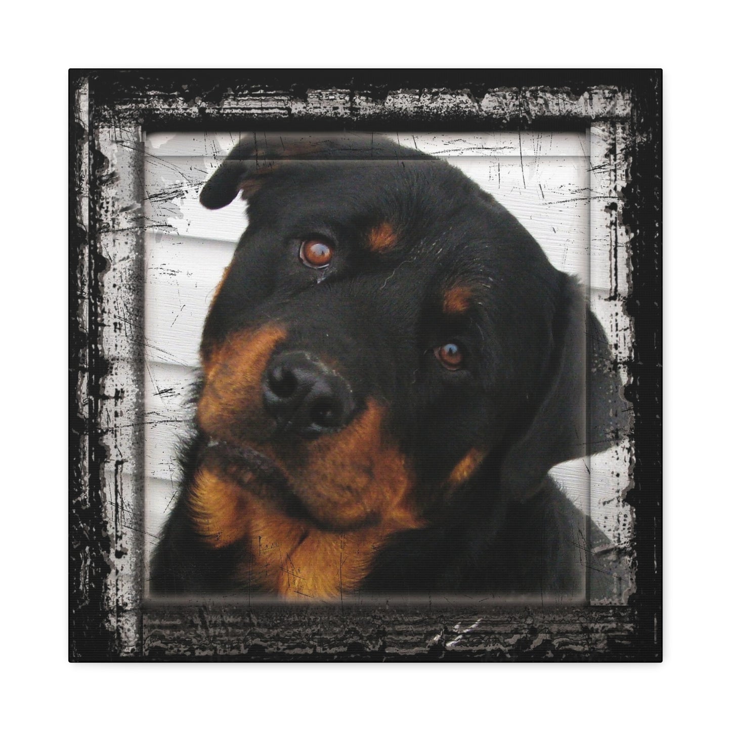 Rotweiller Matte Canvas, Stretched, 1.25"