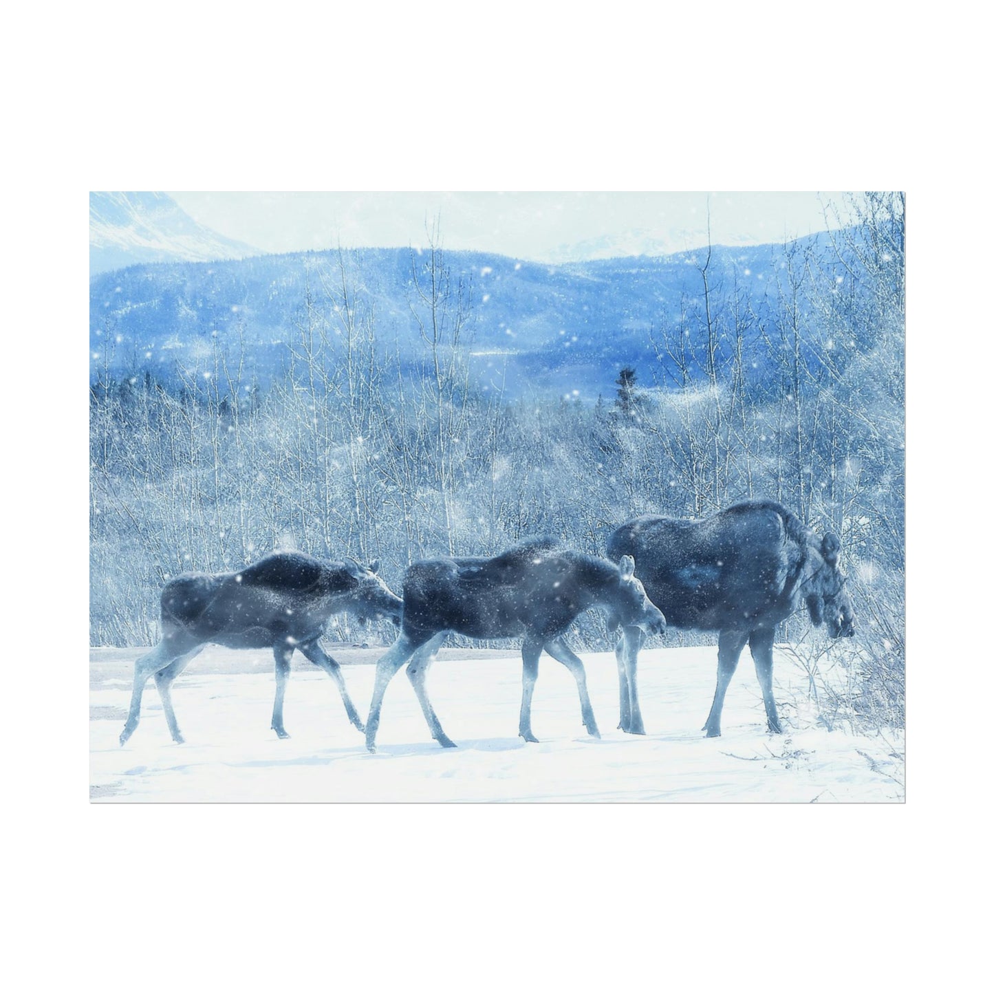 Moose Rolled Posters