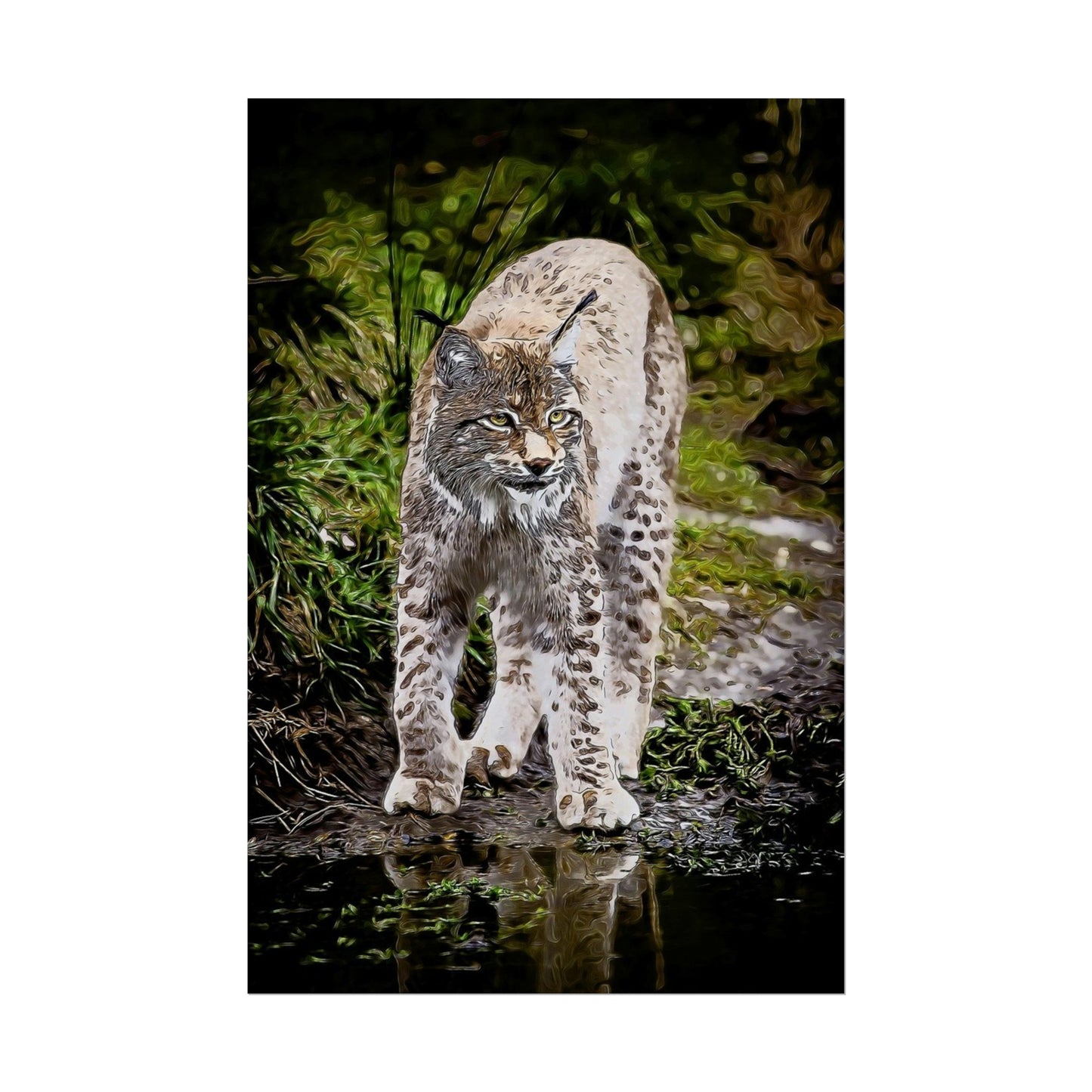 Bobcat Rolled Posters