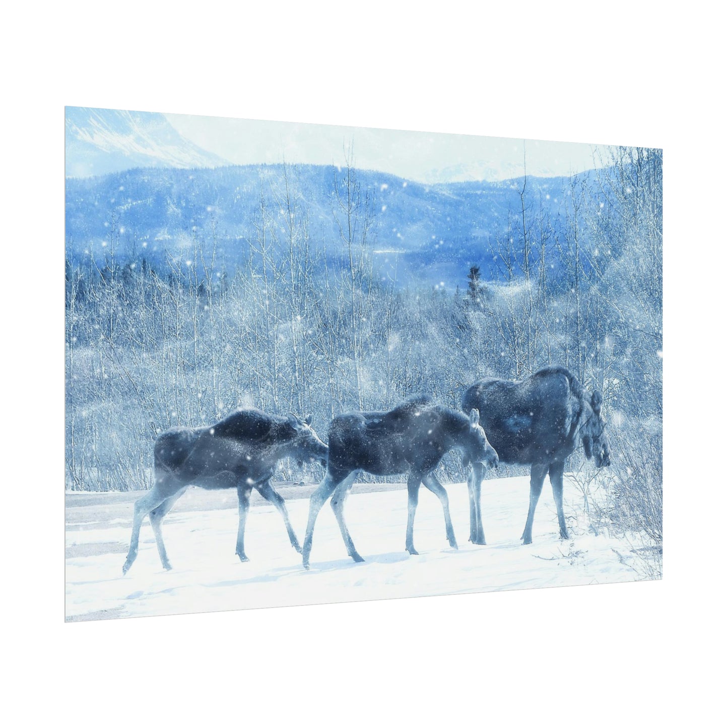 Moose Rolled Posters