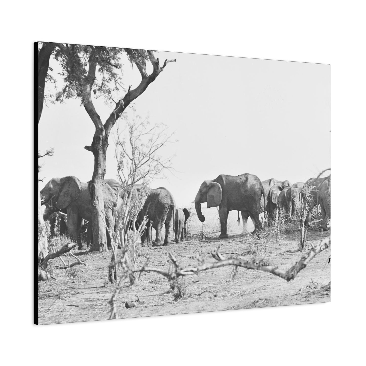 Elephants Matte Canvas, Stretched, 1.25"