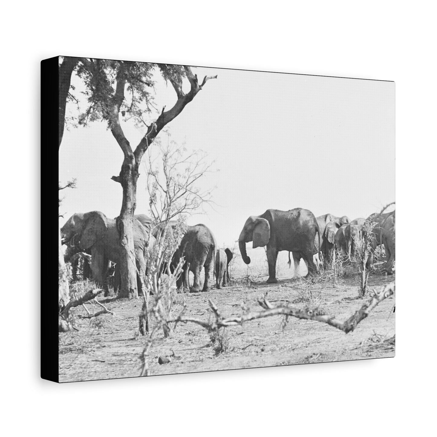 Elephants Matte Canvas, Stretched, 1.25"