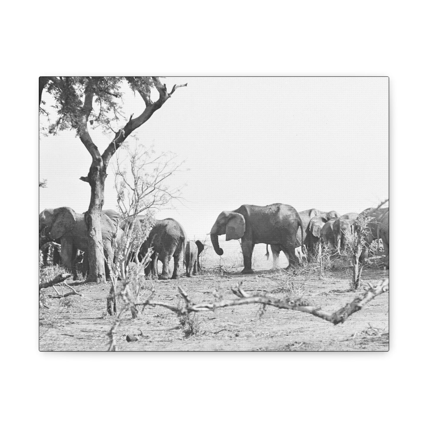 Elephants Matte Canvas, Stretched, 1.25"