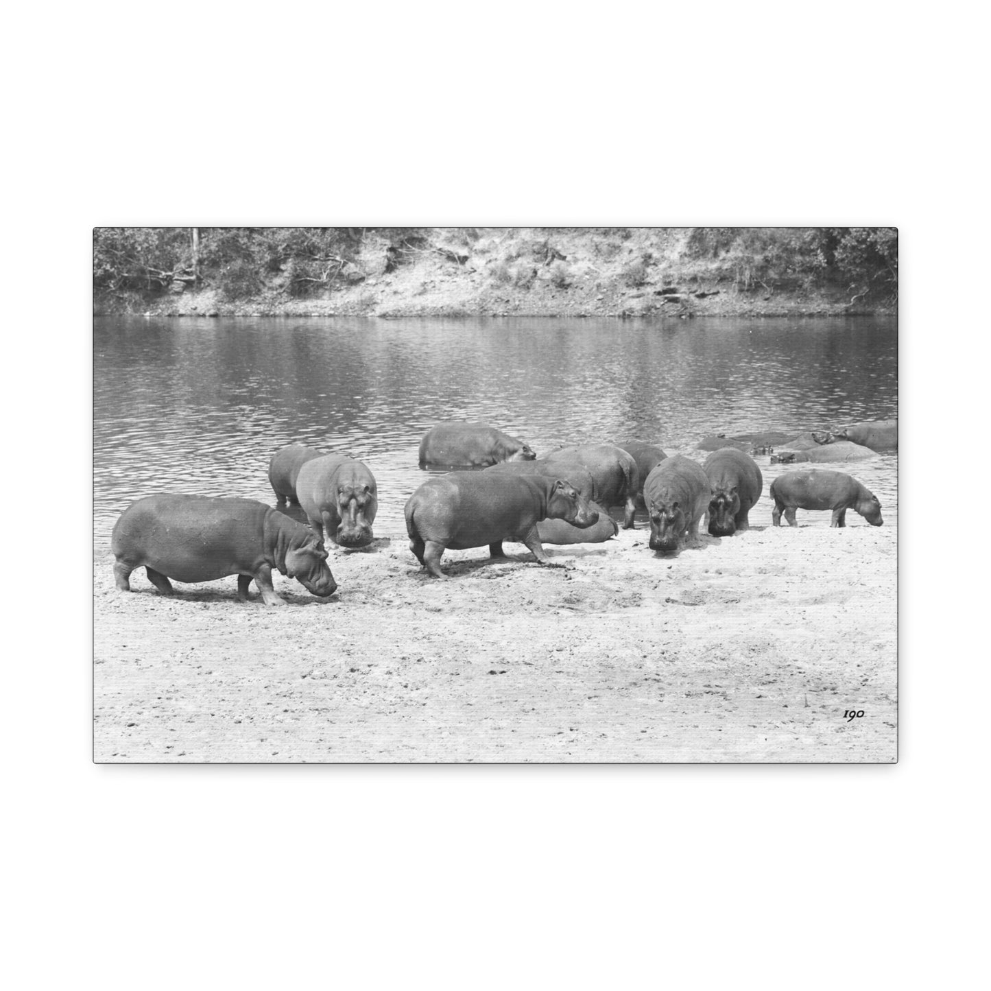 Hippopotamus Matte Canvas, Stretched, 1.25"