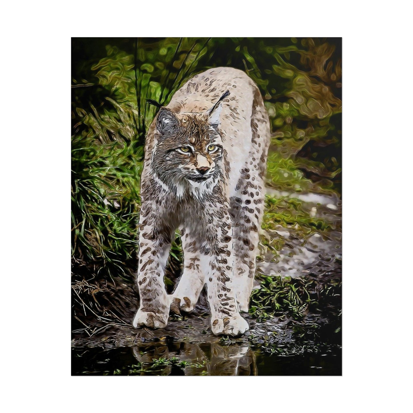 Bobcat Rolled Posters