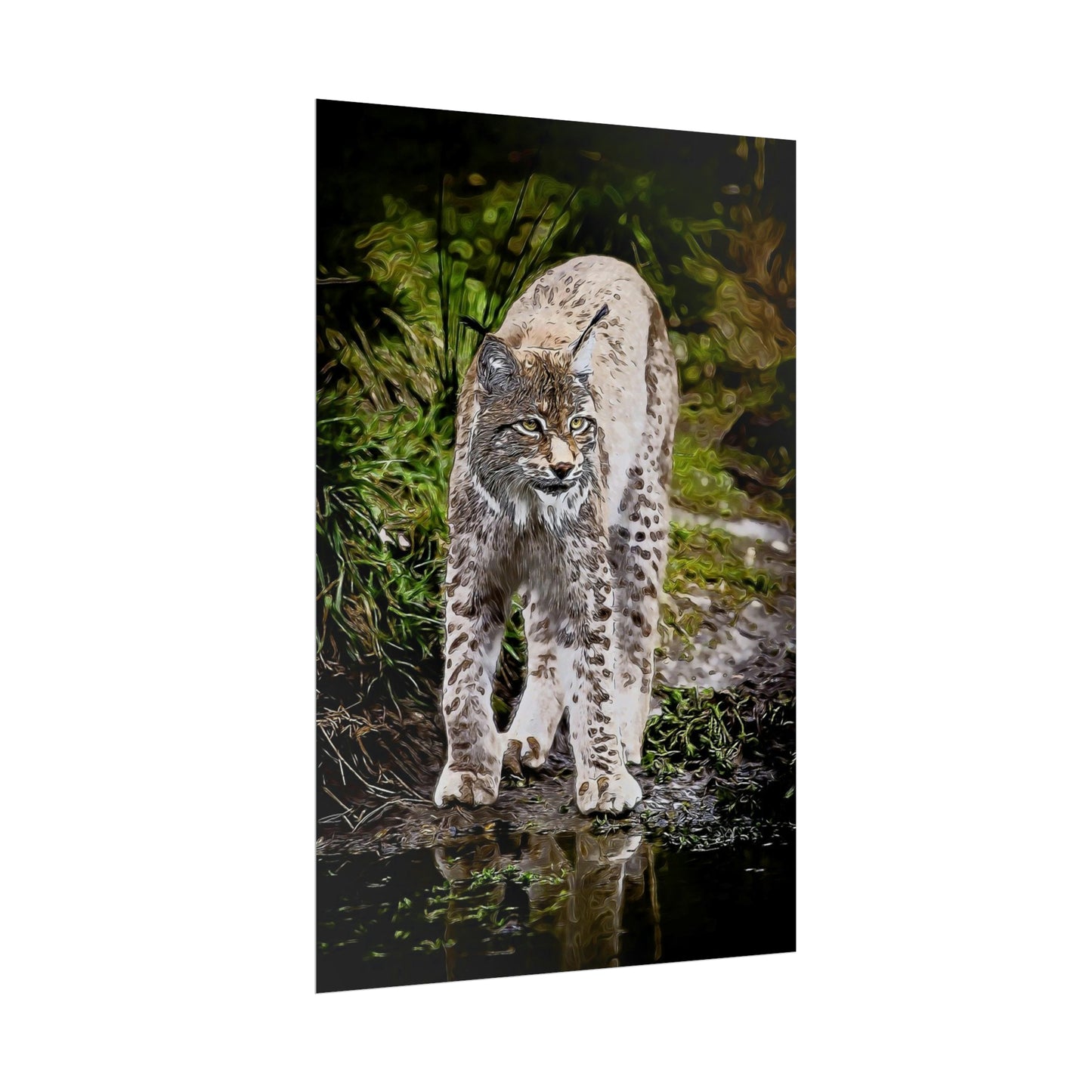 Bobcat Rolled Posters