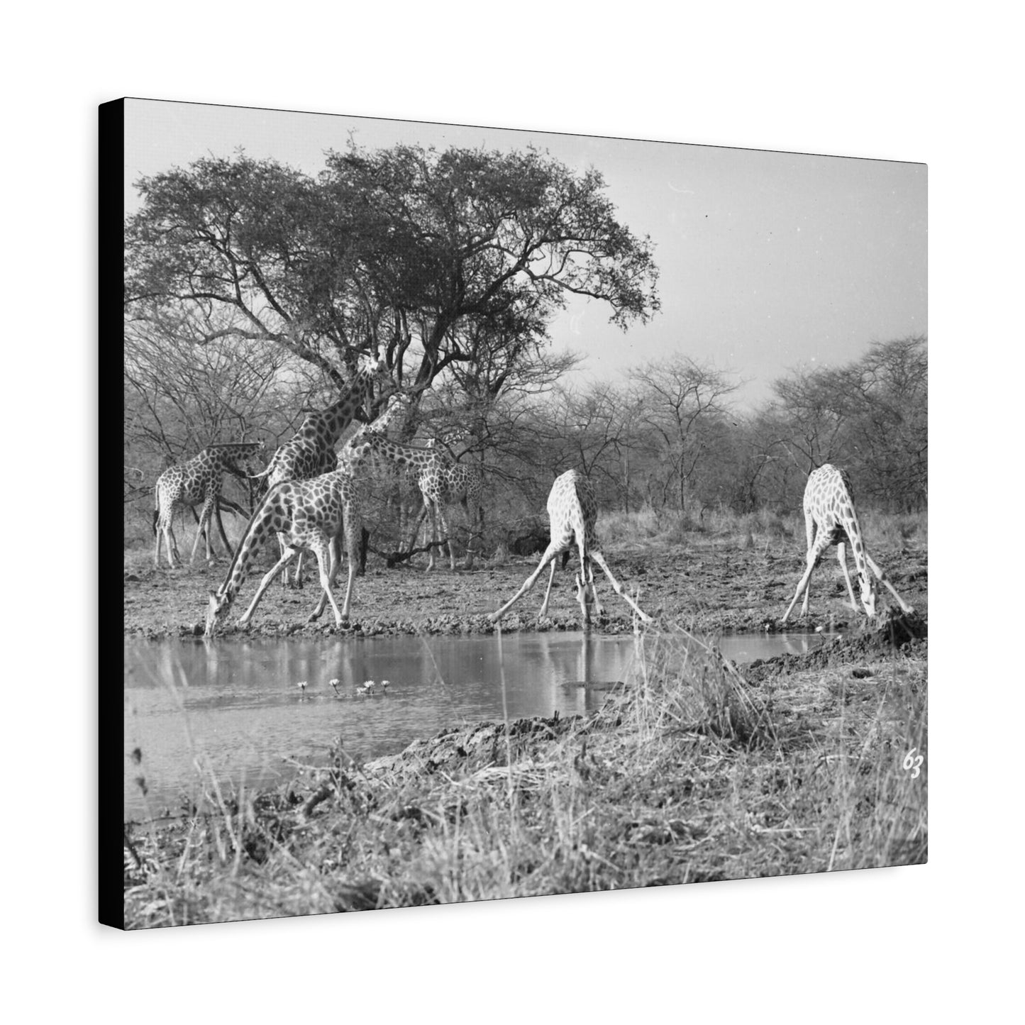 Girafe Matte Canvas, Stretched, 1.25"