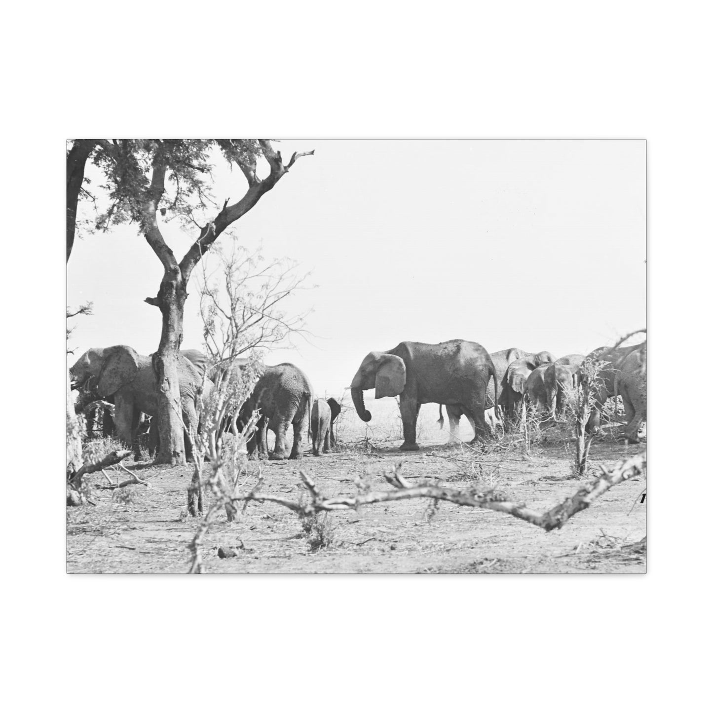 Elephants Matte Canvas, Stretched, 1.25"
