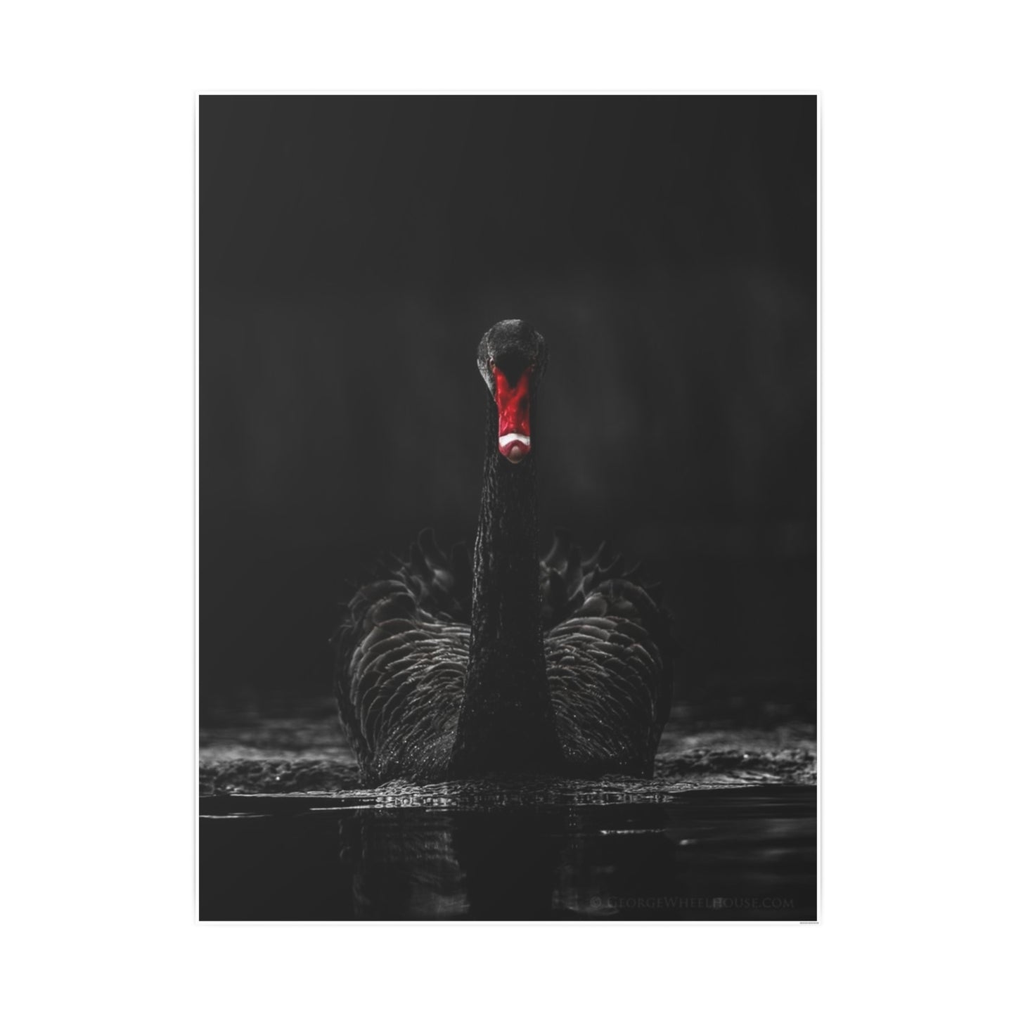 Black Swan Photo Art Paper Posters