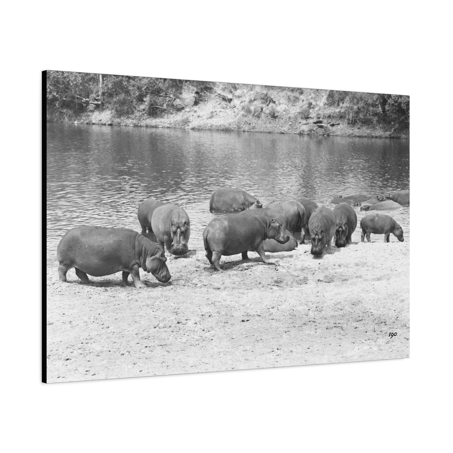 Hippopotamus Matte Canvas, Stretched, 1.25"