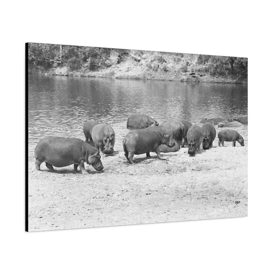 Hippopotamus Matte Canvas, Stretched, 1.25"