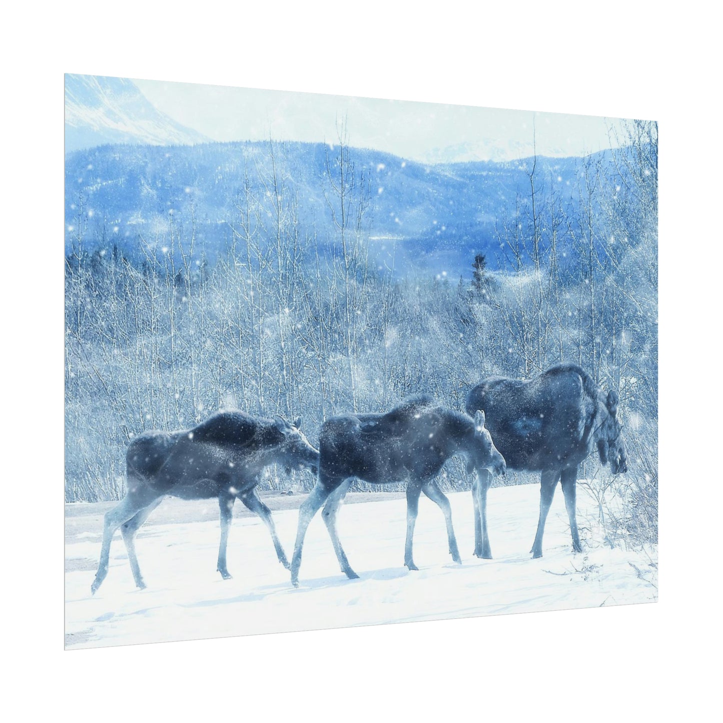Moose Rolled Posters