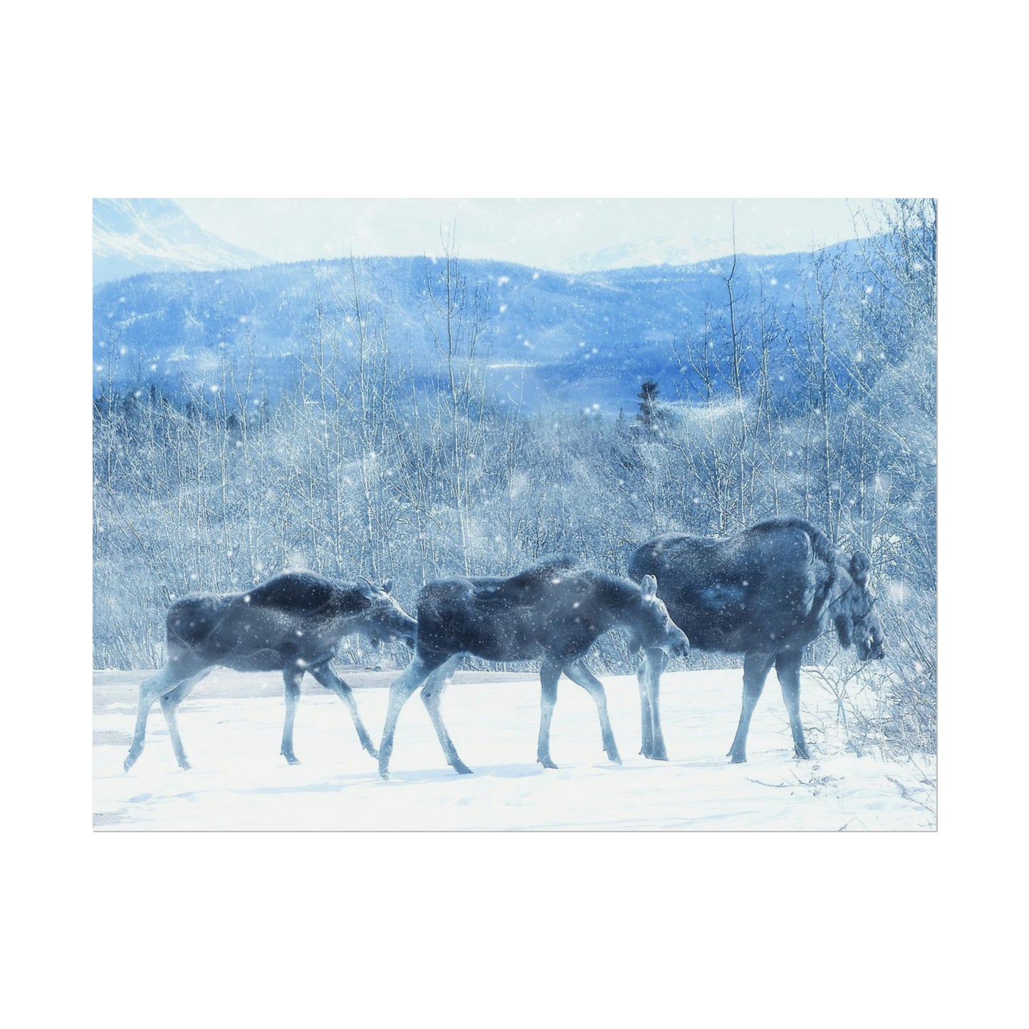 Moose Rolled Posters
