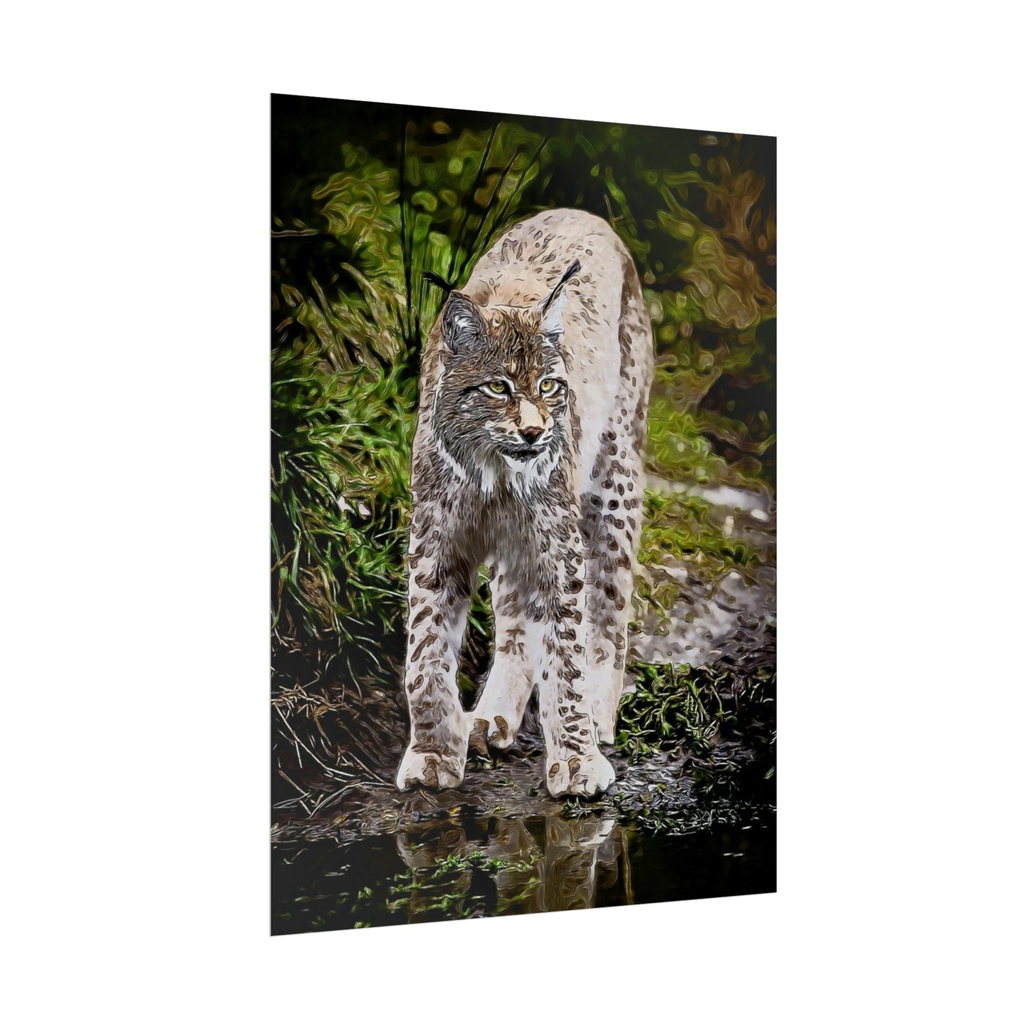 Bobcat Rolled Posters