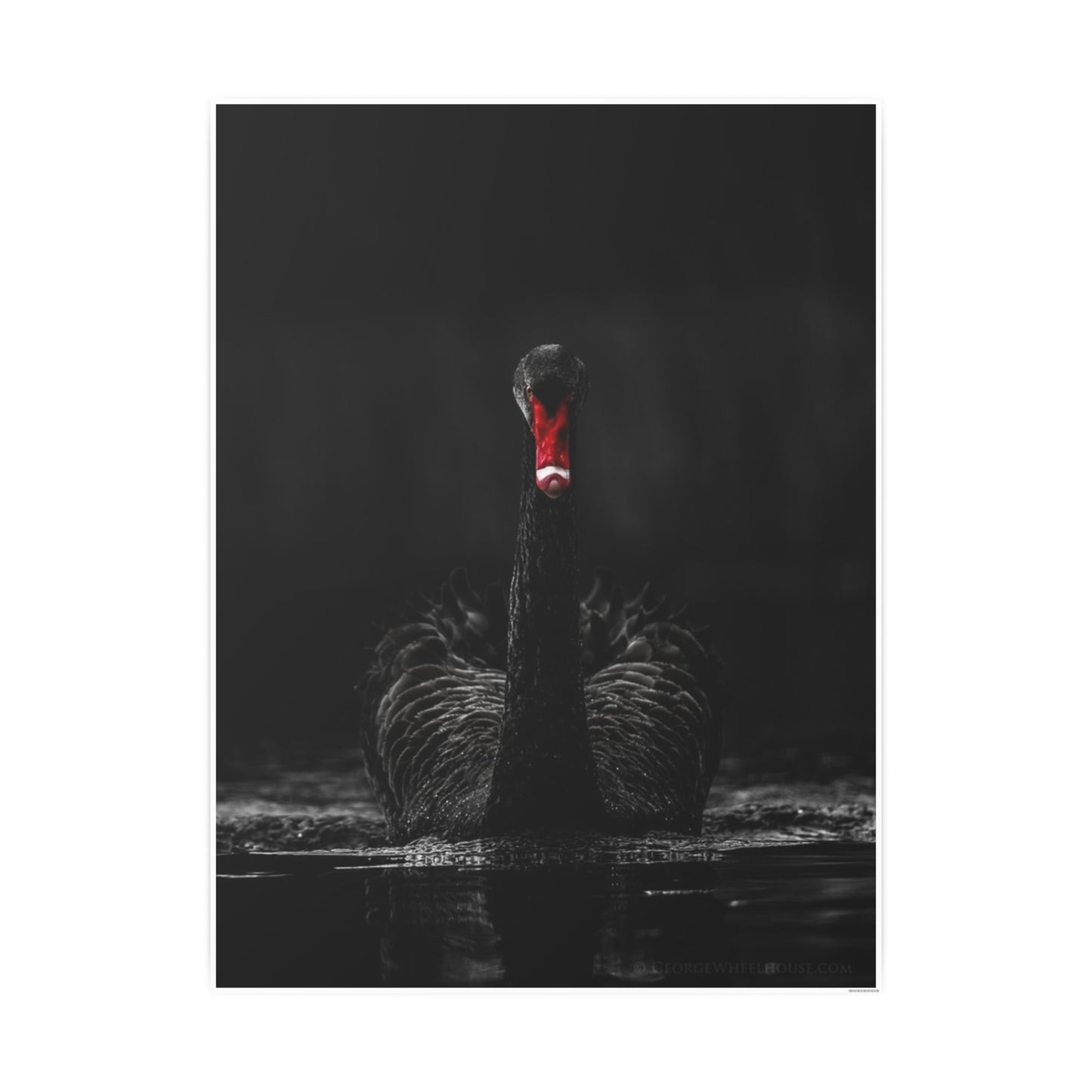 Black Swan Photo Art Paper Posters