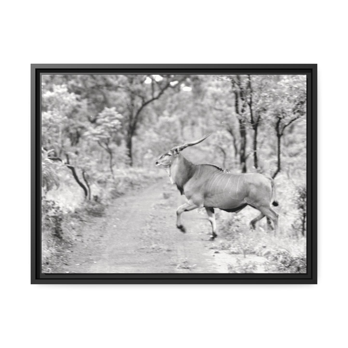 Elk Matte Canvas, Black Frame