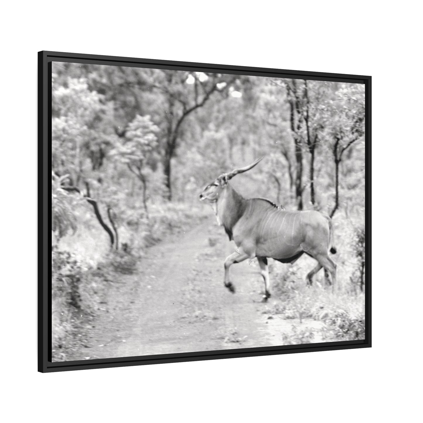 Elk Matte Canvas, Black Frame