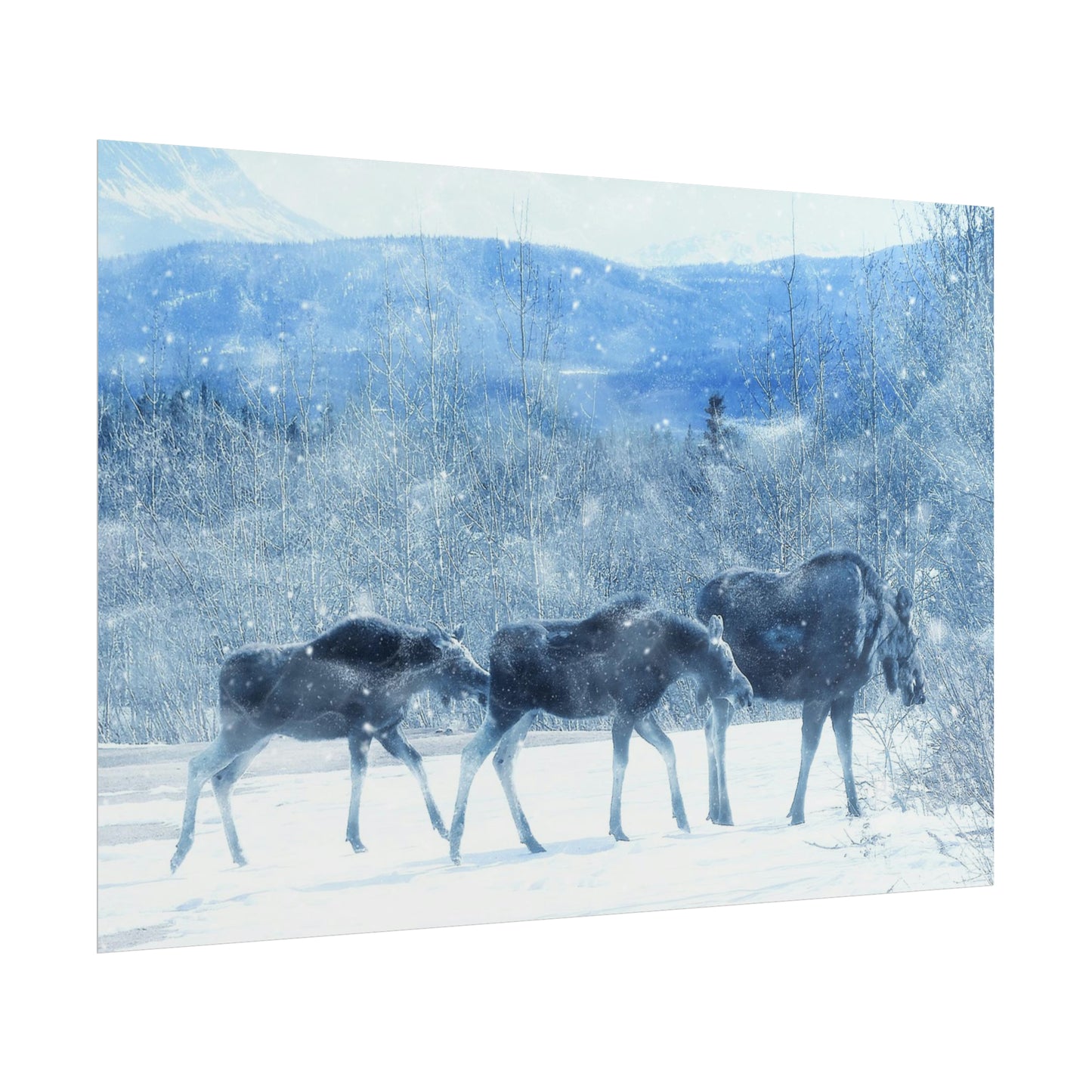 Moose Rolled Posters