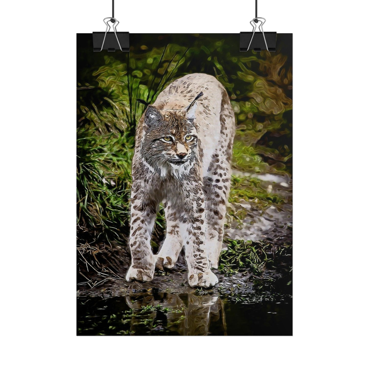 Bobcat Rolled Posters