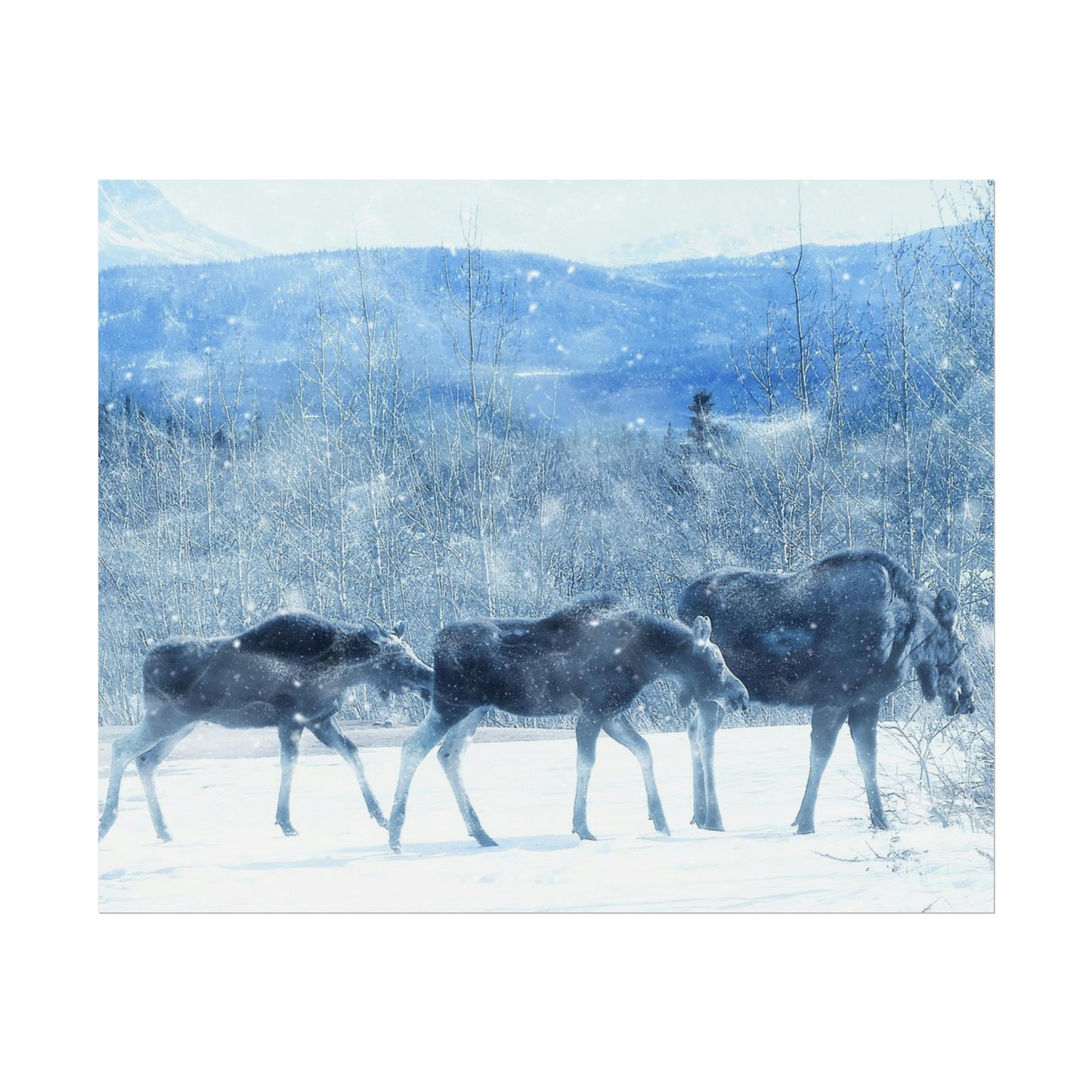 Moose Rolled Posters