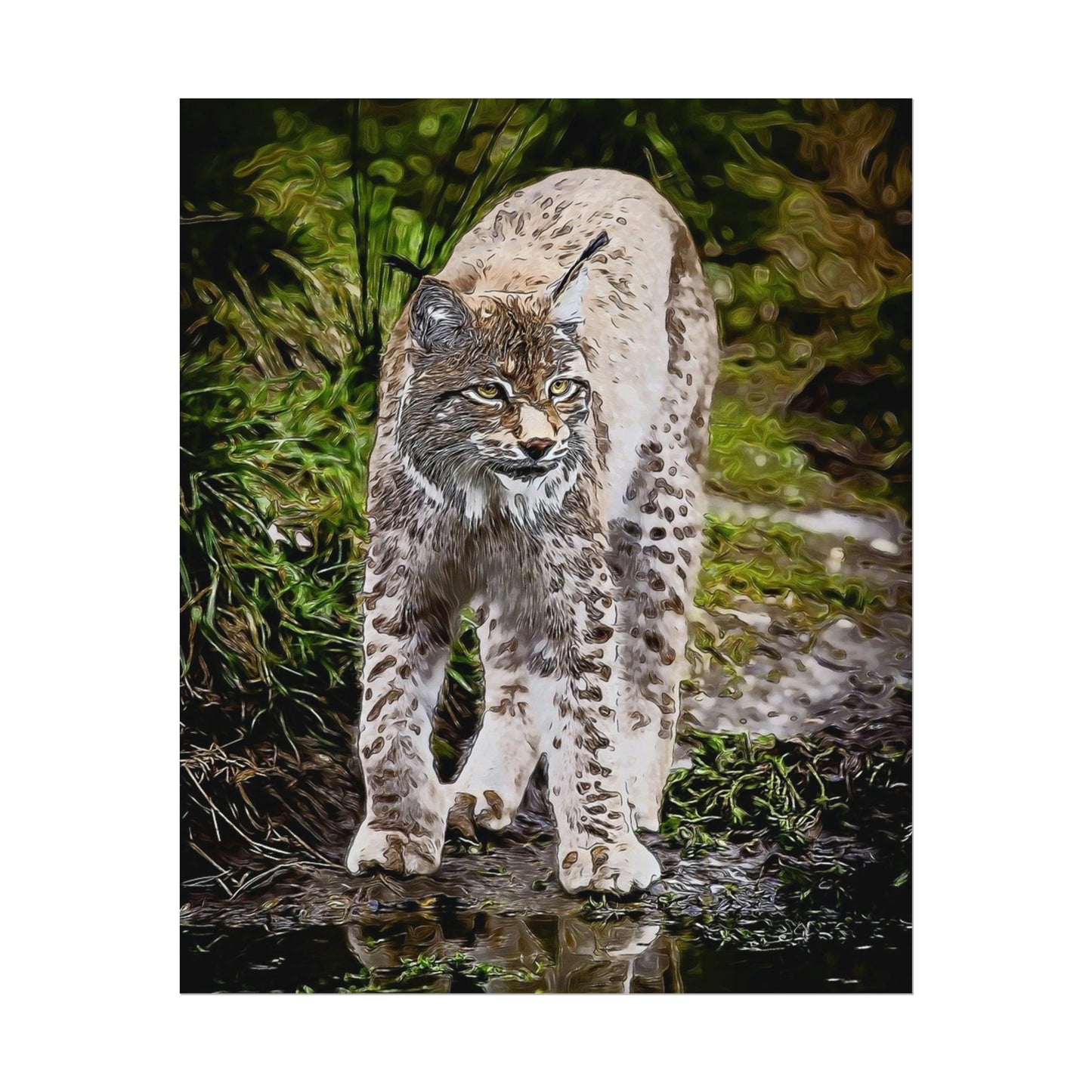 Bobcat Rolled Posters