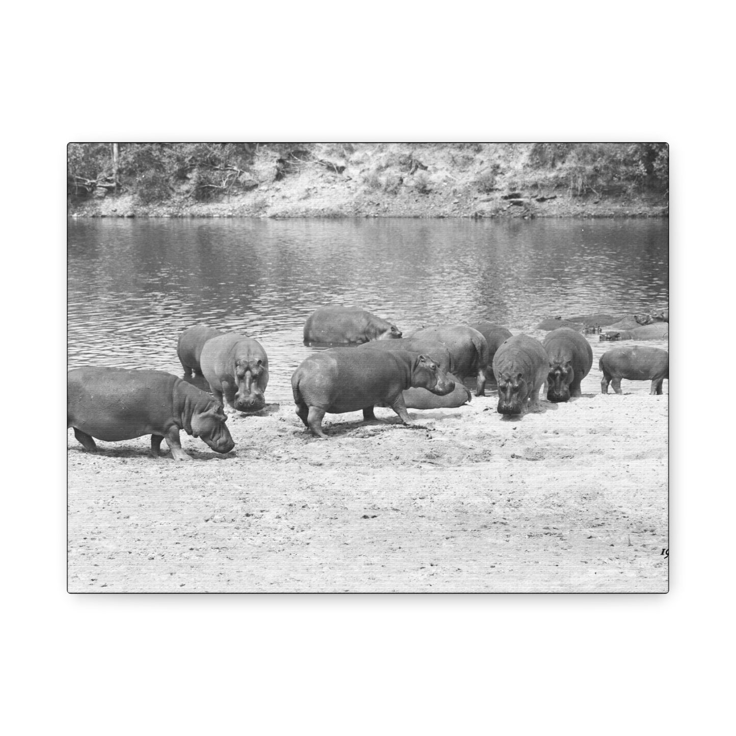 Hippopotamus Matte Canvas, Stretched, 1.25"