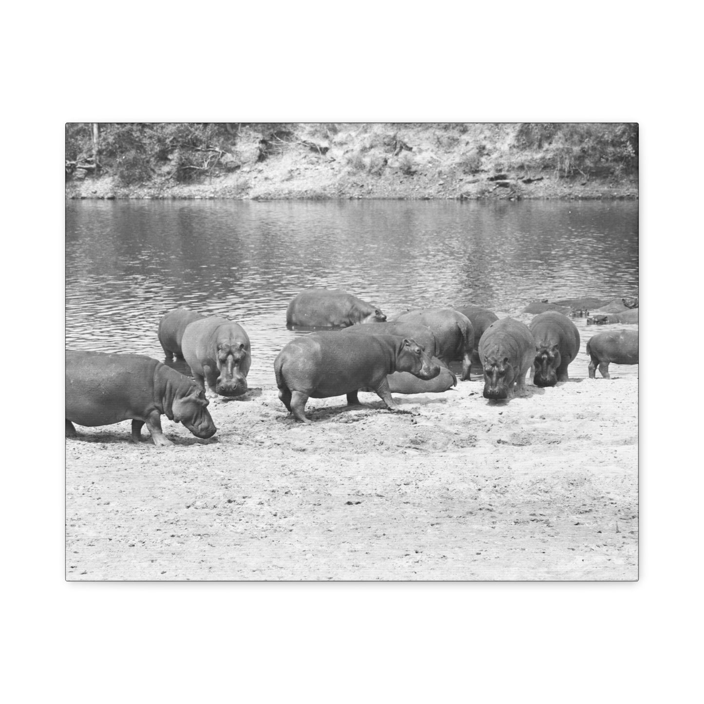 Hippopotamus Matte Canvas, Stretched, 1.25"