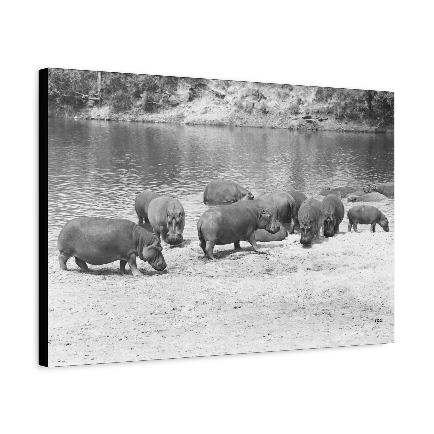 Hippopotamus Matte Canvas, Stretched, 1.25"
