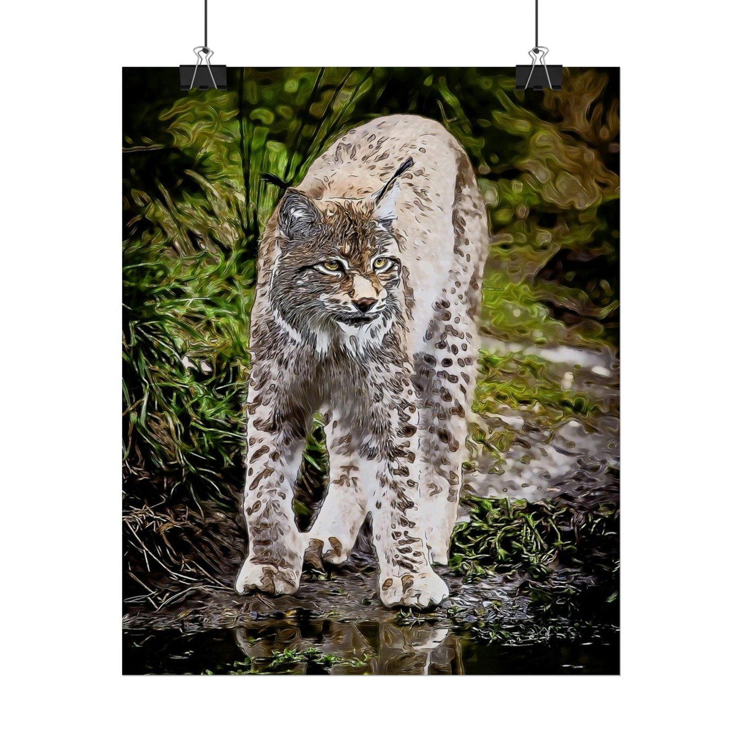 Bobcat Rolled Posters